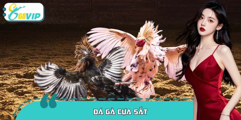 Đá Gà Cựa Sắt: 100% Kịch Tính Cùng Đấu Trường Số 1 68VIP